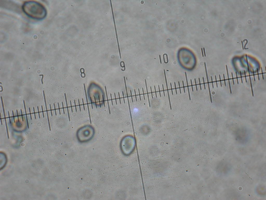 E tempo di ... Agaricus